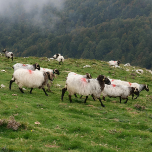 Ma ville préférée du Pays Basque français