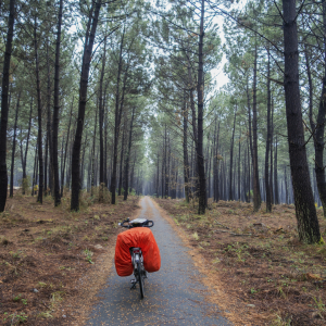 Forêt et biodiversité : un océan de verdure
